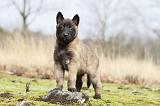 MALINOIS 601